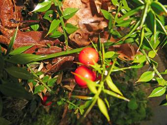Ρούσκος (Ruscus aculeatus)
