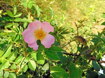Wild rose (Rosa camina)